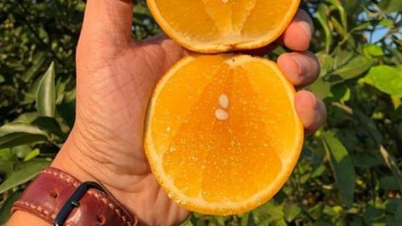 Cam mặt trời,cam mặt trời là cam gì,tác dụng của cam mặt trời