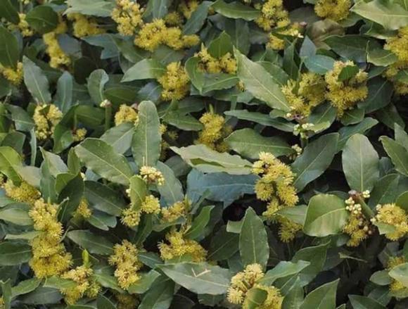 lá nguyệt quế, công dụng của lá nguyệt quế, gia vị Việt