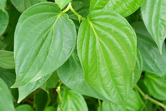 lá trầu không, lá trầu