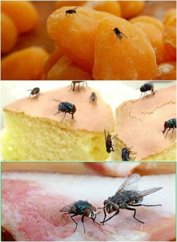 ruồi, nguyên nhân ruồi thích bám vào người, tập tính của ruồi
