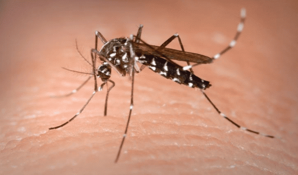 Mùa đông ít ruồi muỗi,ruồi muỗi,nguyên nhân mùa đông ít ruồi muỗi,mẹo đuổi ruồi muỗi