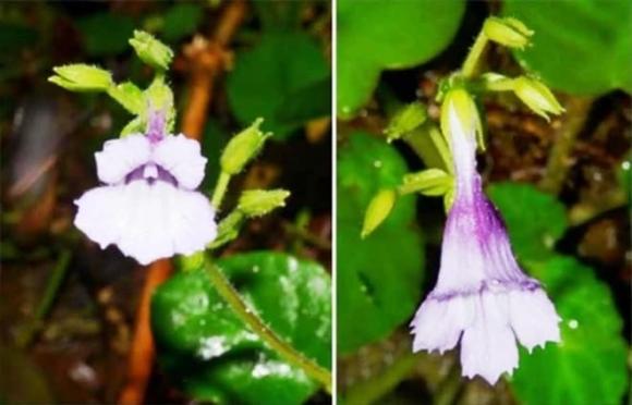 Mỹ nhụy răng cưa, loài hoa tuyệt trên đẹp thế giới, loài hoa có nguy cơ tuyệt chủng