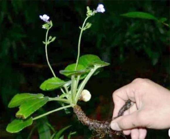 Mỹ nhụy răng cưa, loài hoa tuyệt trên đẹp thế giới, loài hoa có nguy cơ tuyệt chủng