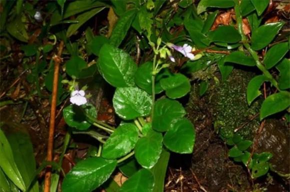 Mỹ nhụy răng cưa, loài hoa tuyệt trên đẹp thế giới, loài hoa có nguy cơ tuyệt chủng