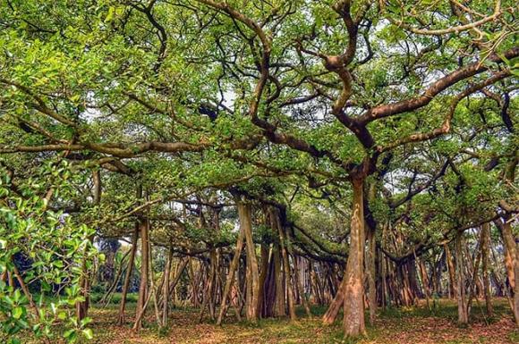 cây đa cổ thụ rộng nhất thế giới, cây đã có thể di chuyển, cây đa cao bằng tòa nhà 6 tầng