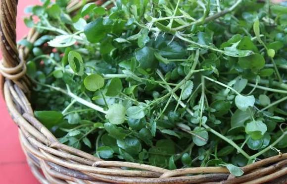 Rau tốt nhất thế giới của Mỹ,cải xoong,tác dụng của cải xoong