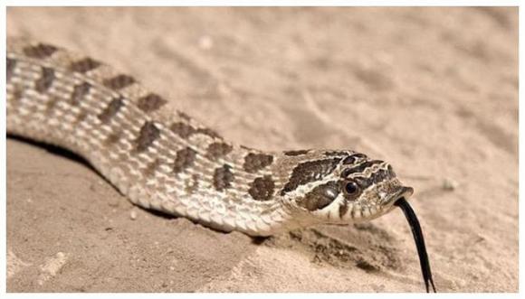 rắn, rắn hổ mang, rắn hognose, rắn giả vờ chết