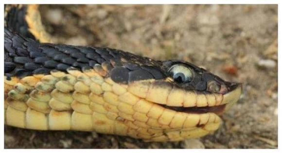 rắn, rắn hổ mang, rắn hognose, rắn giả vờ chết