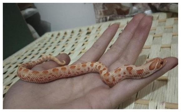 rắn, rắn hổ mang, rắn hognose, rắn giả vờ chết