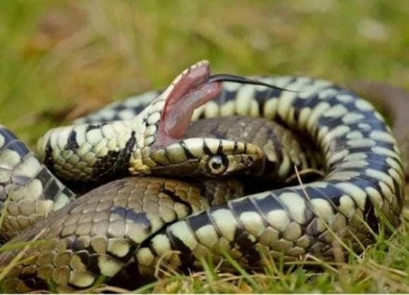 rắn, rắn hổ mang, rắn hognose, rắn giả vờ chết