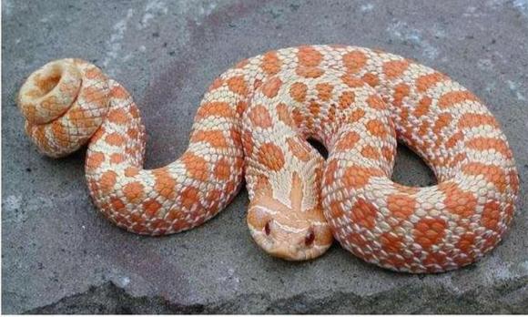 Tam đại mãng xà, Trăn cộc Python brongersmai, Trăn gấm Python reticulatus