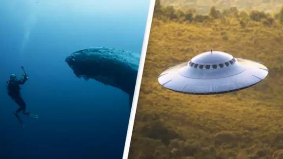 cá voi, khám phá khoa học, người ngoài hành tinh, cá voi lưng gù