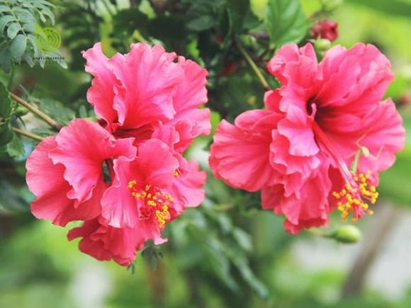 Hoa dâm bụt,hoa dâm bụt trong phong thủy,ý nghĩa của hoa dâm bụt,có nên trồng hoa dâm bụt ở cổng nhà