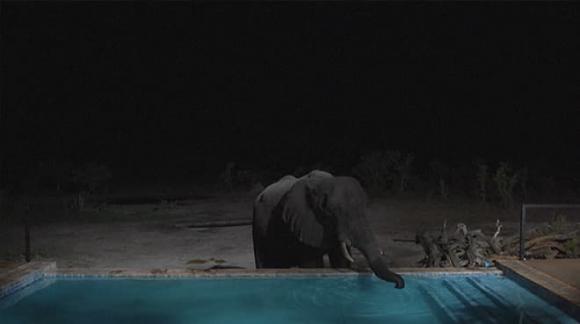 công viên Zimbabwe, voi chết ở công viên quốc gia lớn nhất Zimbabwe, El Nino, Vườn Quốc Gia Hwange