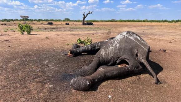 công viên Zimbabwe, voi chết ở công viên quốc gia lớn nhất Zimbabwe, El Nino, Vườn Quốc Gia Hwange