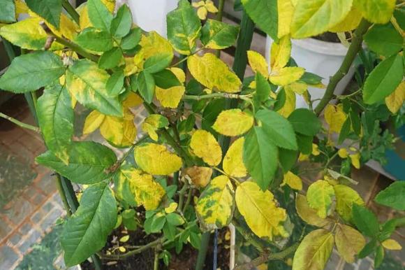 cây cảnh, chăm sóc cây cảnh, cây cảnh vàng lá, kiến thức 