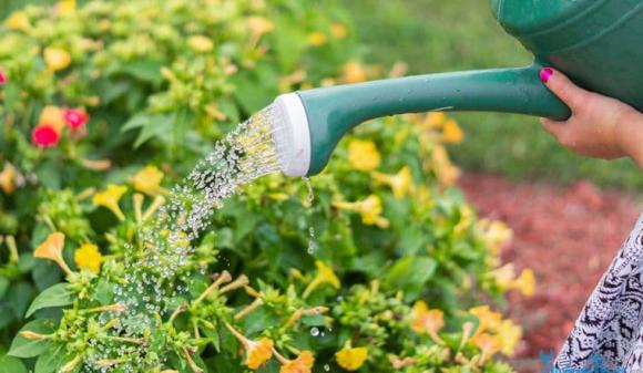 cây cảnh, chăm sóc cây cảnh, cây cảnh vàng lá, kiến thức 