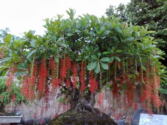hoa tết, hoa cây cảnh, tết nguyên đán