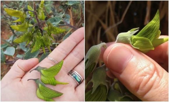 Crotalaria Cunninghamii, hoa chim xanh, hoa chim vương giả, hoa giống loài chim