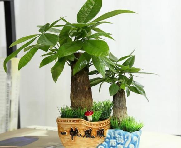 hoa tết, cây cảnh
