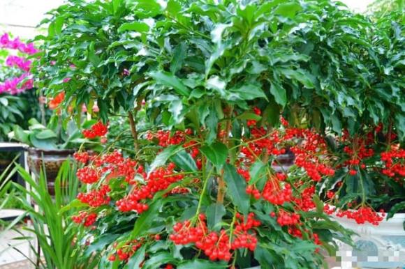 cây cảnh, cây kim ngân lượng, cây tết