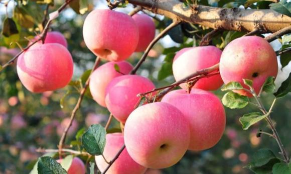 tổ yến, lưu ý khi chọn tổ yến, cách chọn tổ yến đúng cách