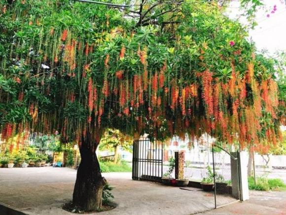 cây trước nhà, cây phong thuỷ, cây tài lộc