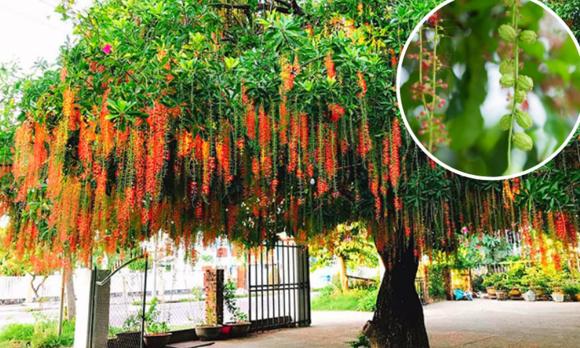 Cây cảnh, tặng cây ngày tết, cây phong thủy, quà tết 2024
