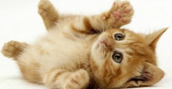 Người kỵ nuôi mèo,mèo trong phong thủy,mẹo nuôi thú cưng