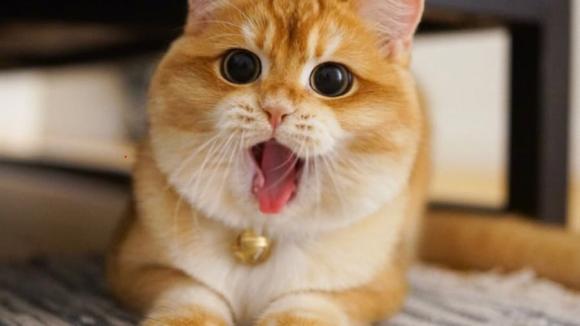 Người kỵ nuôi mèo,mèo trong phong thủy,mẹo nuôi thú cưng