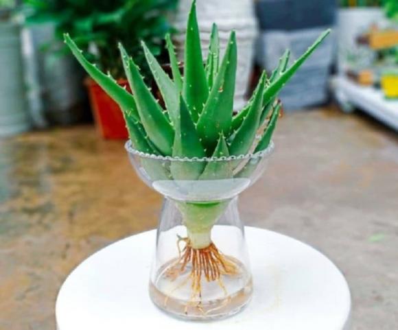 Phong thủy nhà ở, dọn nhà cuối năm, loại cây phong thủy cho phòng ngủ