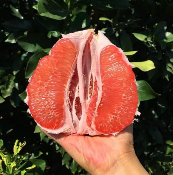 lưu ý khi chọn bưởi, chọn bưởi đúng cách, bưởi ruột đỏ, bưởi ruột trắng
