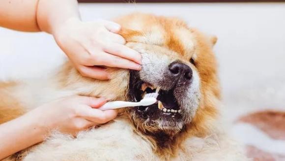 thói quen xấu khi chăm chó, thói quen xấu làm ảnh hưởng tuổi thọ của chó, cách chăm sóc chó