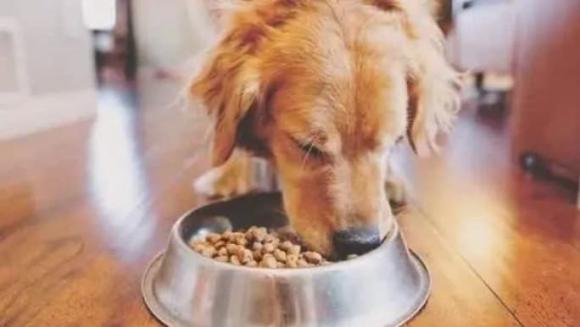 thói quen xấu khi chăm chó, thói quen xấu làm ảnh hưởng tuổi thọ của chó, cách chăm sóc chó