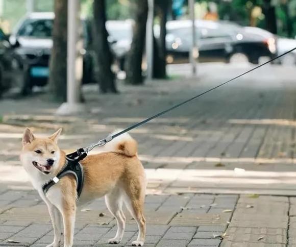 thói quen xấu khi chăm chó, thói quen xấu làm ảnh hưởng tuổi thọ của chó, cách chăm sóc chó
