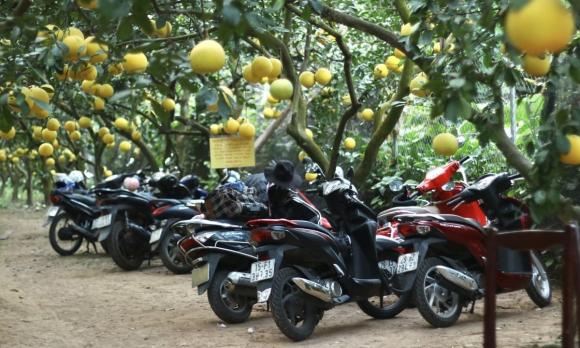 vườn bưởi, vườn bưởi hà nội, chụp ảnh ở vườn bưởi, giới trẻ
