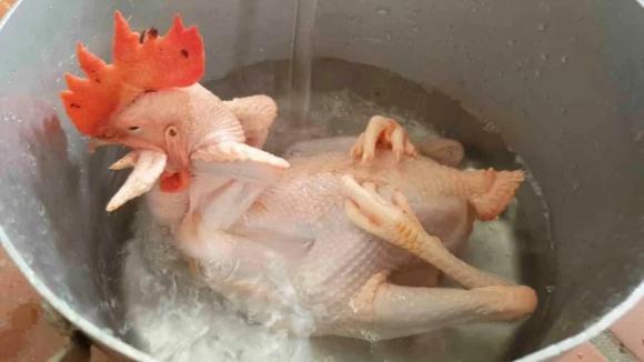 Gà cúng, mẹo chọn gà cúng, cách đặt gà cúng lên ban thờ, gà cúng mùng 1 âm lịch
