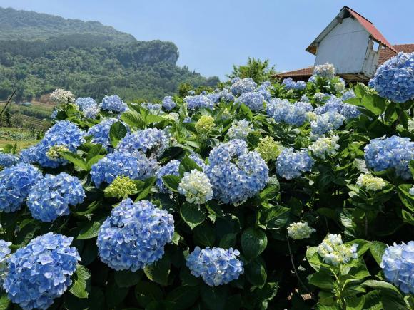 Hoa phát lộc vào mùa xuân, cây kim ngân, hoa cẩm tú cầu