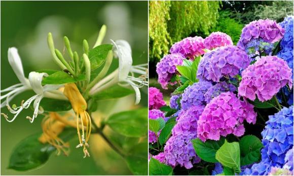 View - Rằm tháng Chạp nhất định phải cúng 3 loại hoa này, chỉ cần một loại thôi cũng đủ đầy may mắn, phúc lộc