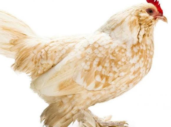thịt gà, phần gà tránh việc ăn