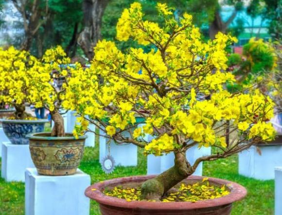 chưng tết, cây cảnh chưng tết, kiến thức 