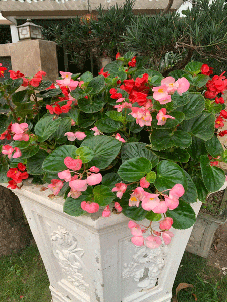 cây cảnh không nên trồng  2 cây cảnh, chưng cây cảnh, cây cảnh không nên trồng, kiến thức