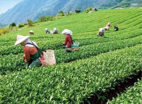 Đông Phương Mỹ Nhân, trà quý hiếm, giá thành loại trà bị bọ ăn tăng gấp 13 lần