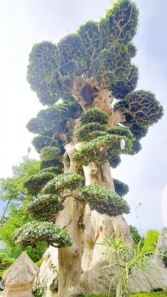 cây duối 1000 năm tuổi, loài cây độc nhất vô nhị tại Việt Nam, cây duối cổ thụ