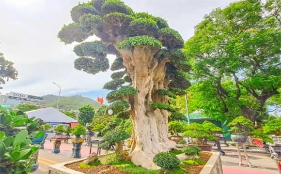 cây duối 1000 năm tuổi, loài cây độc nhất vô nhị tại Việt Nam, cây duối cổ thụ