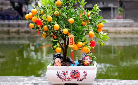 chưng tết, cây cảnh chưng tết, kiến thức 