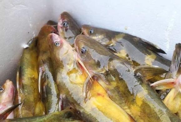 cá bò vàng, cá bống suối