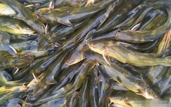 cá bò vàng, cá bống suối