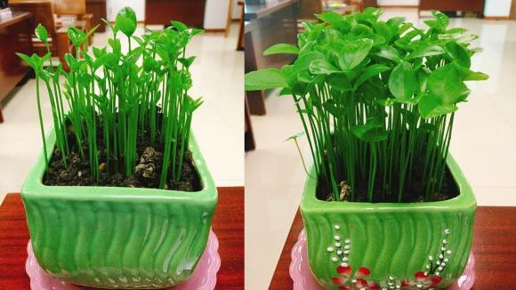 hạt chanh, chậu cây chanh, chậu cây từ hạt chanh, kiến thức 