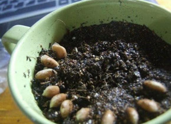 hạt chanh, chậu cây chanh, chậu cây từ hạt chanh, kiến thức 